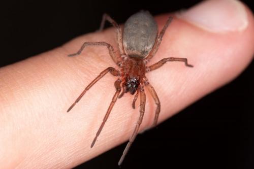 Drassodes sp.